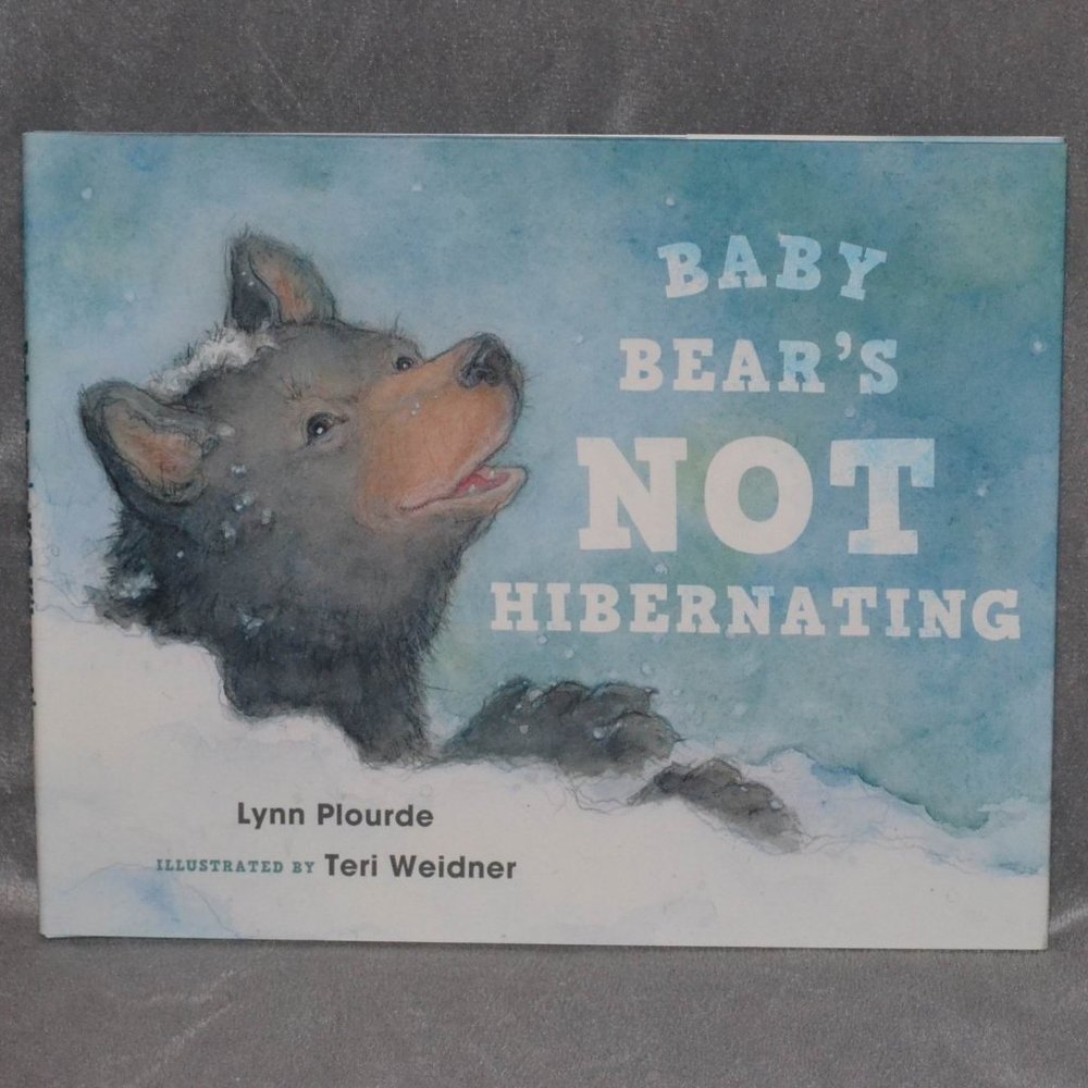 Baby Bear's Not Hibernating by Lynn Plourde Book
